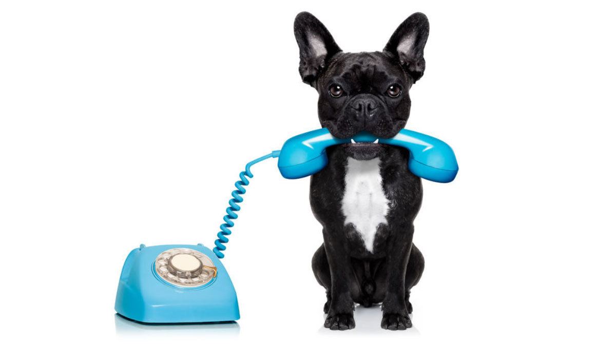 Cute dog holding a phone. Keeping communication open, a secret to social media marketing that the Dental Industry misses.